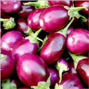 'BT brinjal to become reality in couple of years'