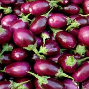 All you wanted to know about Bt brinjal