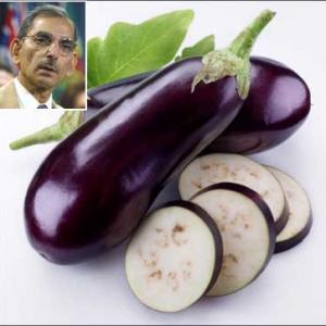 How Bt brinjal can kill Indian agriculture
