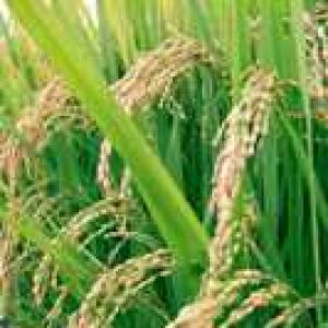 Govt to tighten screws on FDI in seed sector