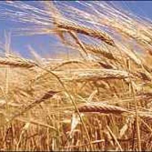 India asks Iran to lift wheat import ban
