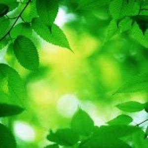 Colour me green' is India Inc's mantra this environment day