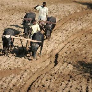 Budget 2012: Agriculture sector to get sops