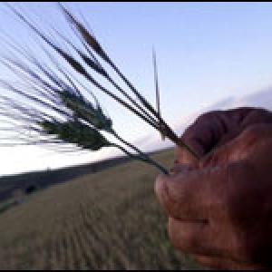 Experts, farmers hail SC verdict on GM crops