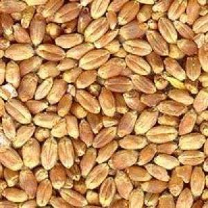 Govt expects 250 mn ton foodgrain output in 2012-13