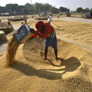 Due to scarce storage, 30% grain harvest is wasted: Assocham