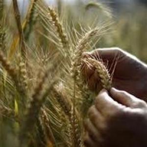 Wheat output expected to fall further