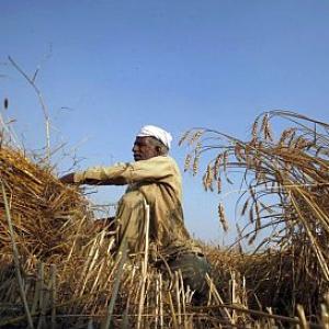 Air pollution reduced wheat crop in India by 50%
