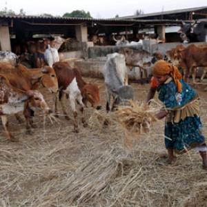 Now, govt to use MNREGA for rescue of cows!