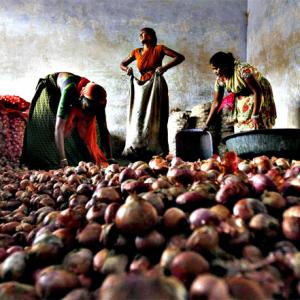 Onion prices crash 40% in wholesale markets
