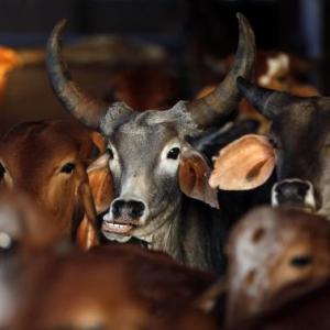 'Those who can't live without beef mustn't visit Haryana'