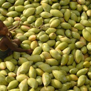 EU agrees to lift import ban on Indian mangoes