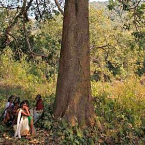 Industry will soon be able to fell trees without tribal consent