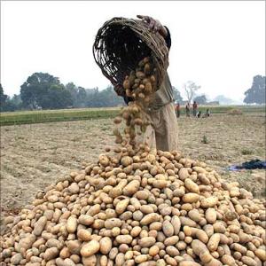Potato prices slump on massive stock arrivals