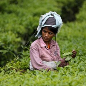Note ban: In Assam's tea gardens cash is perennially in demand