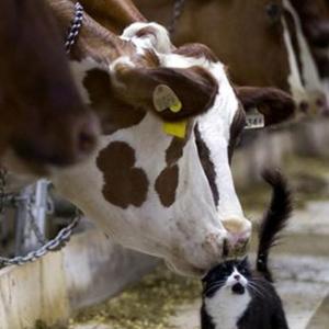 Patanjali to foray into dairy sector: Ramdev