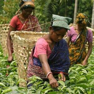 Good days are here for India's tea companies