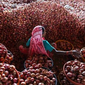 Why onion price has hit 8-month high