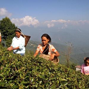 Gorkha agitation threatens Darjeeling's tea business