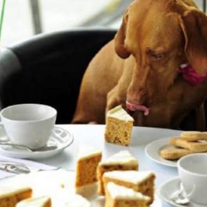 Nestle now out to woo man's best friend