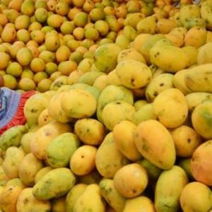 China, Iran will now get a taste of UP's Dussehri mangoes
