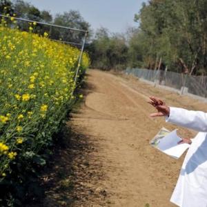 Is GM mustard a hazard for honey bees?
