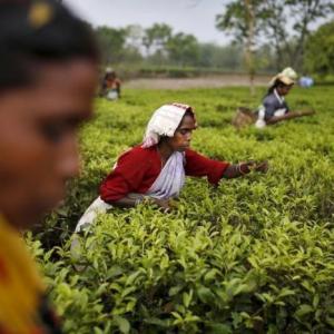 As gardens stay shut tea firms suffer heavy losses