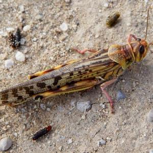 What are locusts? And why are they such a big menace?