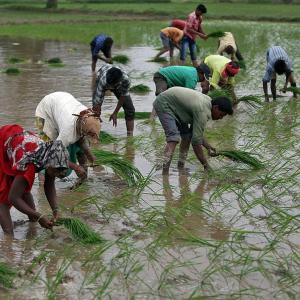 Kharif sowing rises to 1,062.93 lakh hectares so far