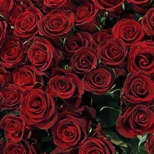 Roses to become pricier as demand rises ahead of V-Day