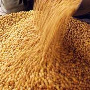 How chana saved govt's plan to distribute free pulses
