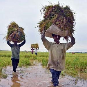 Govt hikes paddy MSP by Rs 53/qtl for 2020-21