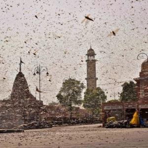 Locust invasion puts summer crop in states at risk
