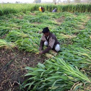 Agriculture grows at 3.4% in Q1 despite poor GDP