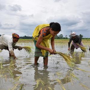 India expected to harvest bumper kharif crop in FY21