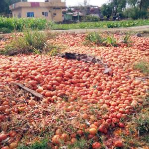 Now soaring tomato prices add to household woes