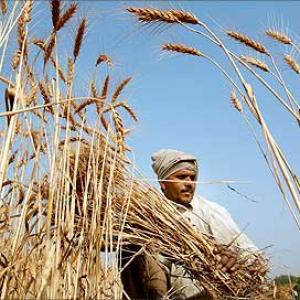 Bihar farmers refuse to cut their crop prematurely for PM's function