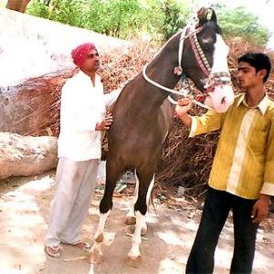 The saddle-maker who breeds horses