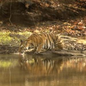 Rediff Impact: Jairam acts on tigress's death