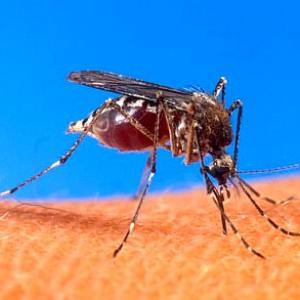 Fear of dengue outbreak looms large in north India