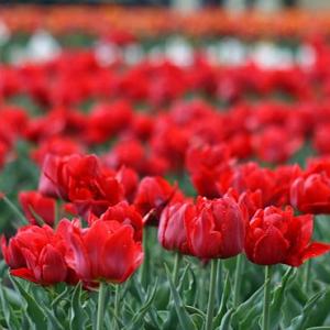 In PHOTOS: Kashmir's scintillating tulip garden