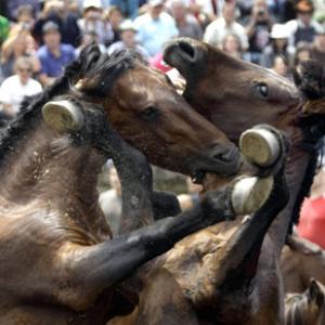 In PHOTOS: Horse wrestling in Spain