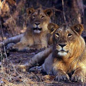 Don't take selfie with lions: Guj forest dept tells tourists