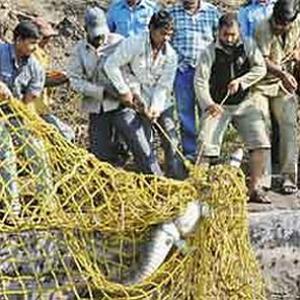 PIX: Crocodile threat ends in Khadakwasla Dam