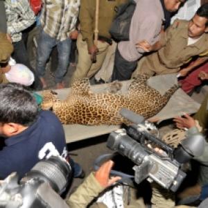 Leopard strays inside Guwahati, captured after three hours