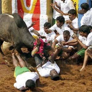 IN PIX: A ringside view of Tamil Nadu's Jallikattu