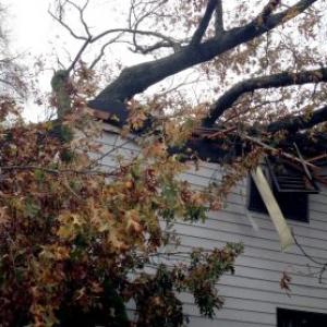 Family escapes as tree destroys house in Sandy-hit US