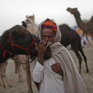 PHOTOS: Glimpses of world's LARGEST camel fair in Pushkar