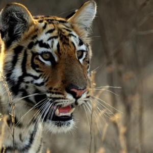 Tiger deaths at Corbett: Dark twist to a bright tale