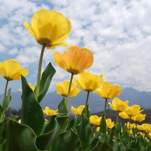 In PHOTOS: Inside Kashmir's breathtaking tulip garden
